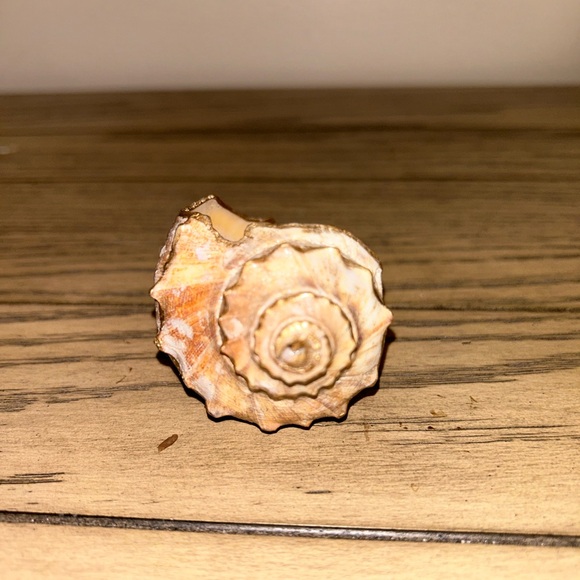 Shell Decor - Picture 5 of 7